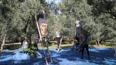 Marmarabirlik açıkladı; Bugün ödenecek!