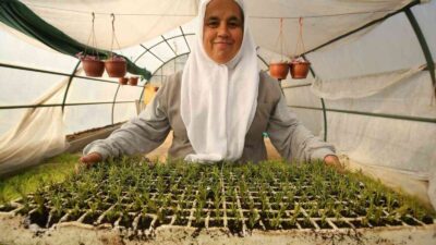 Nilüfer’in parklarına ekilecek bitkiler özenle yetiştiriliyor