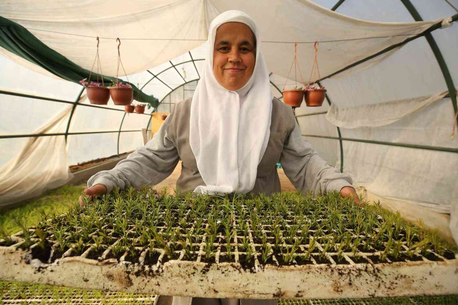 Nilüfer’in parklarına ekilecek bitkiler özenle yetiştiriliyor