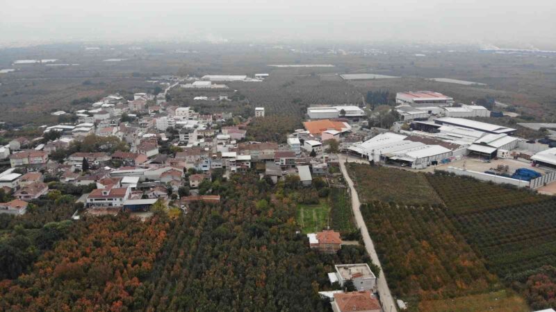 Bursa’dan dünyaya açılan ürün! Futbol topu gibi… Bursa’nın verimli ovası üzerinde kurulan 130 haneli köy, Türkiye’nin armut