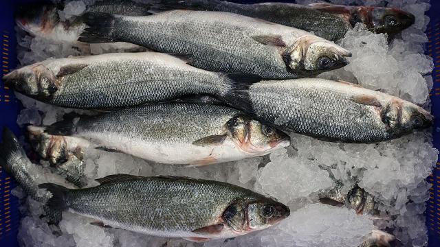 Su ürünleri ihracatında yeni rekor