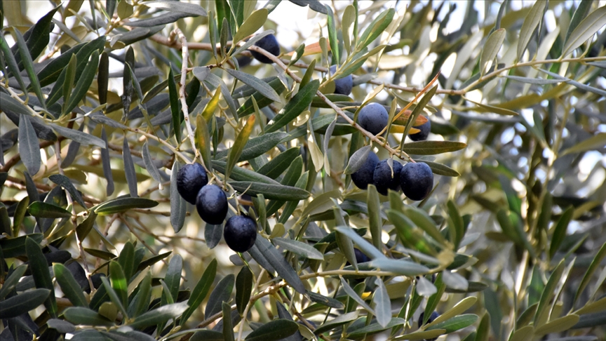Bursa’nın değerlerinden biri! Gemlik zeytininde hasat zamanı