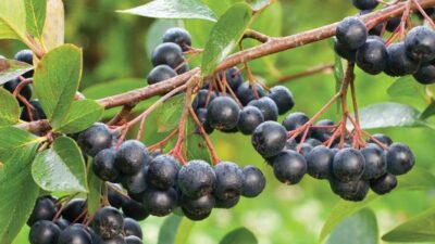 Kansere ‘şifa’, bağışıklık dostu Bursa’nın da umudu oldu!