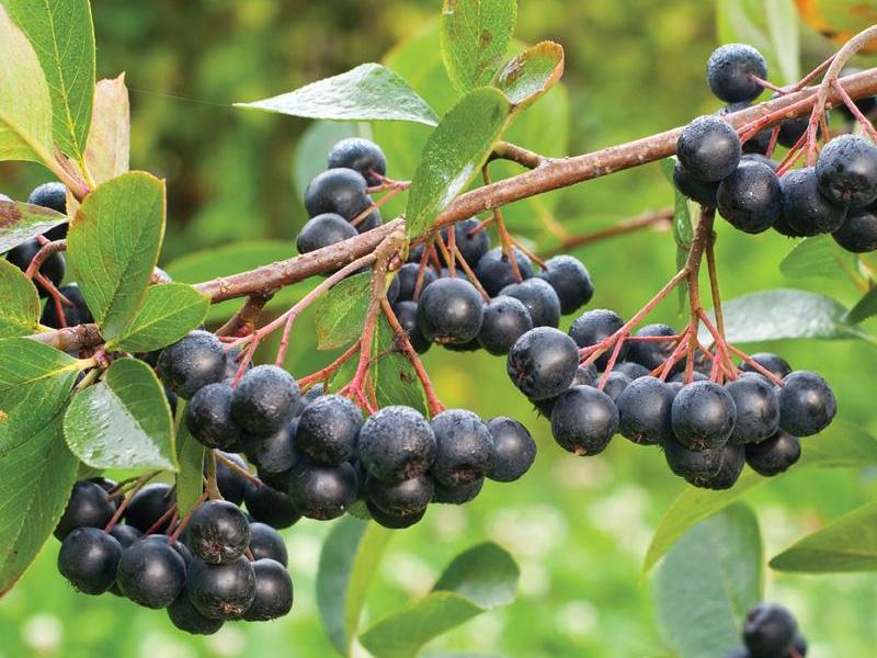 Kansere ‘şifa’, bağışıklık dostu Bursa’nın da umudu oldu!