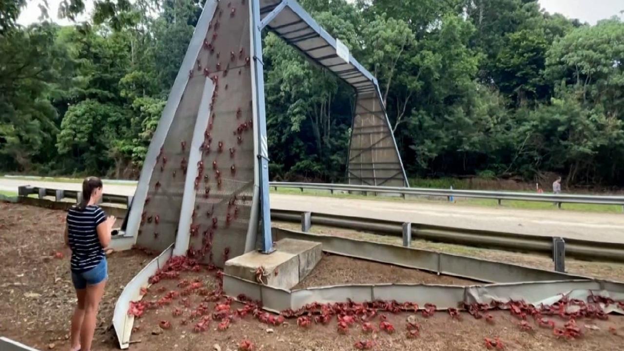 Yengeç göçü başladı! Yollar kırmızıya büründü Yengeç göçü başladı! Yollar kırmızıya büründü