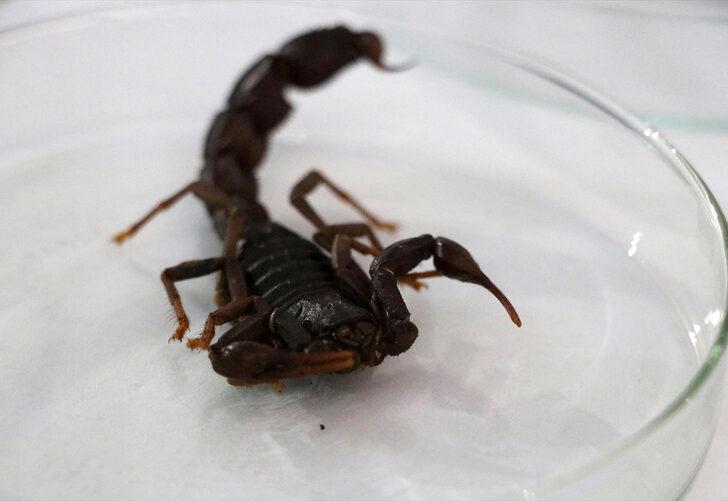 İran kökenli olduğu sanılıyordu! Kara akrep sadece Türkiye’de var İran kökenli olduğu sanılıyordu! Kara akrep sadece Türkiye’de var