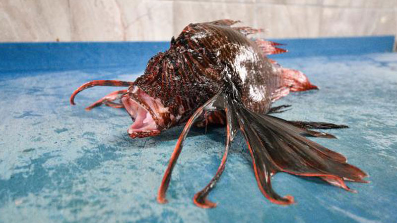 Zehirli aslan balığı yok satıyor! Kilosu 150 lira…