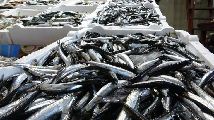 Hamsinin fiyatı bu sezon ilk kez bu kadar yükseldi
