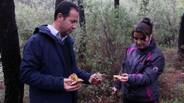 Fiyatını duyan ormana koştu, uzmanı uyardı