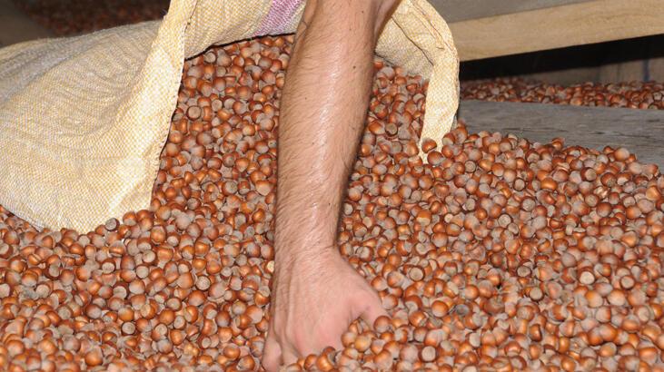 Fındığın fiyatı 30 liraya geriledi