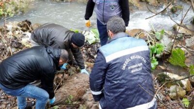 Bursa’da ayı kurtarma operasyonu