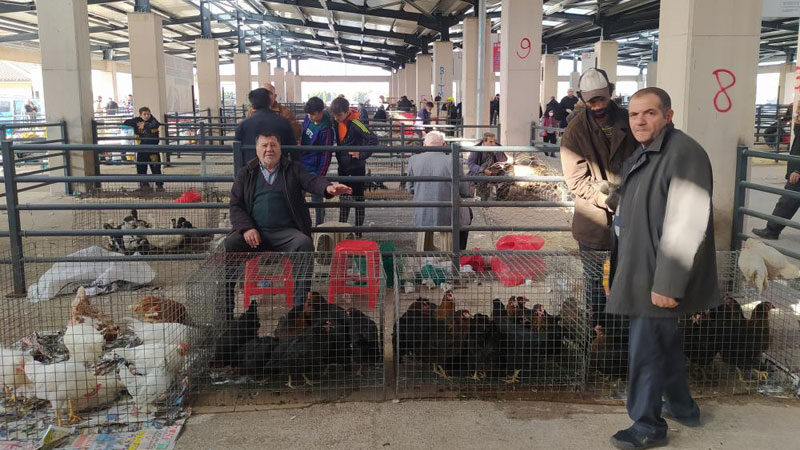 Köy tavuklarının fiyatı markette satılan tavuklara göre yüzde 50 daha