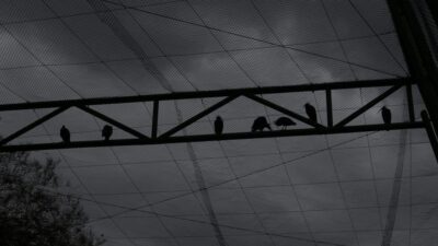 Dünyada nesli tükeniyor ama Bursa’da sayıları artıyor