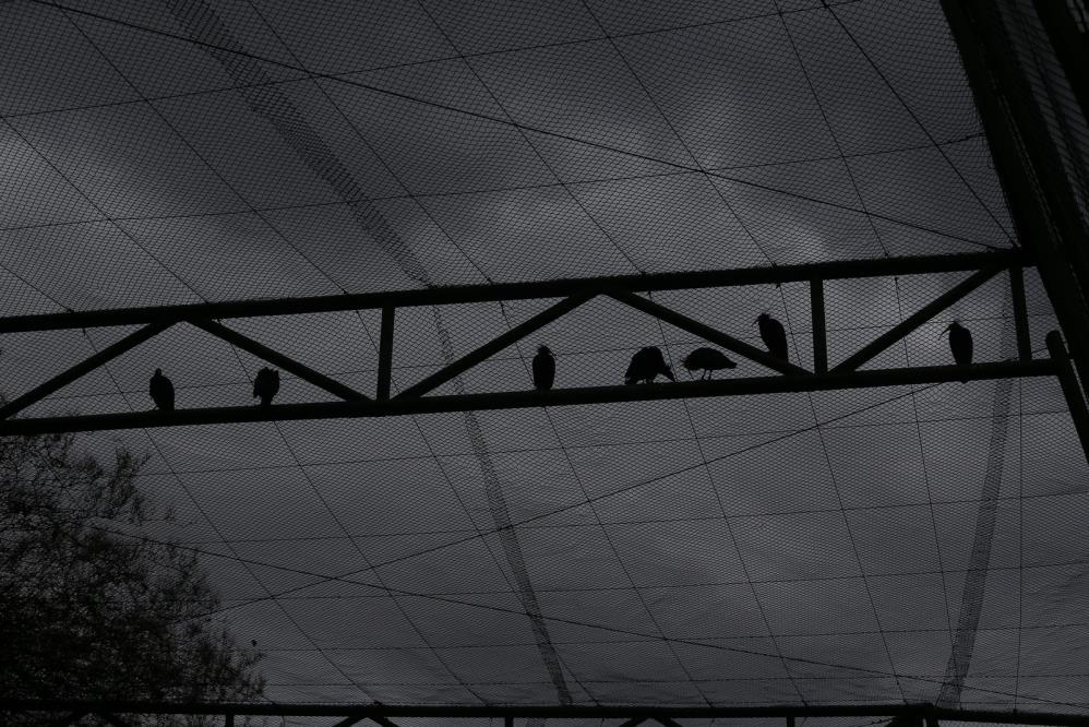 Dünyada nesli tükeniyor ama Bursa’da sayıları artıyor