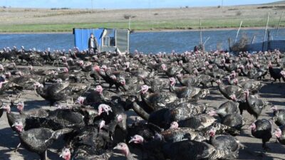Yılbaşı hindileri satışa çıktı