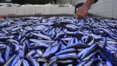 Uzmanlardan ‘hamsi’ uyarısı