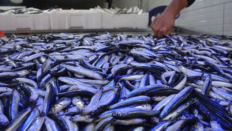 Uzmanlardan ‘hamsi’ uyarısı