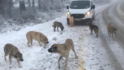 Uludağ’daki can dostlara Osmangazi şefkati