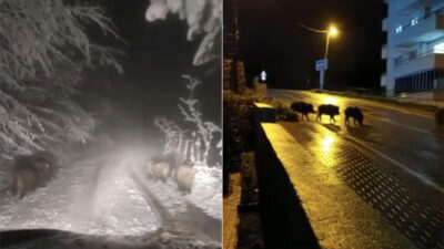 Bursa’da kar yağışıyla aç kalan domuz sürüleri yerleşim yerine indi