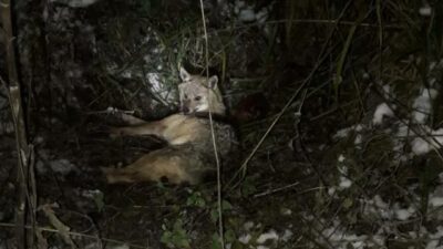 Bursa’da yol kenarında yaralı çakal bulundu
