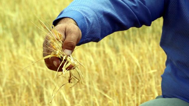 Çiftçilere destek ödemesi başladı Çiftçilere destek ödemesi başladı