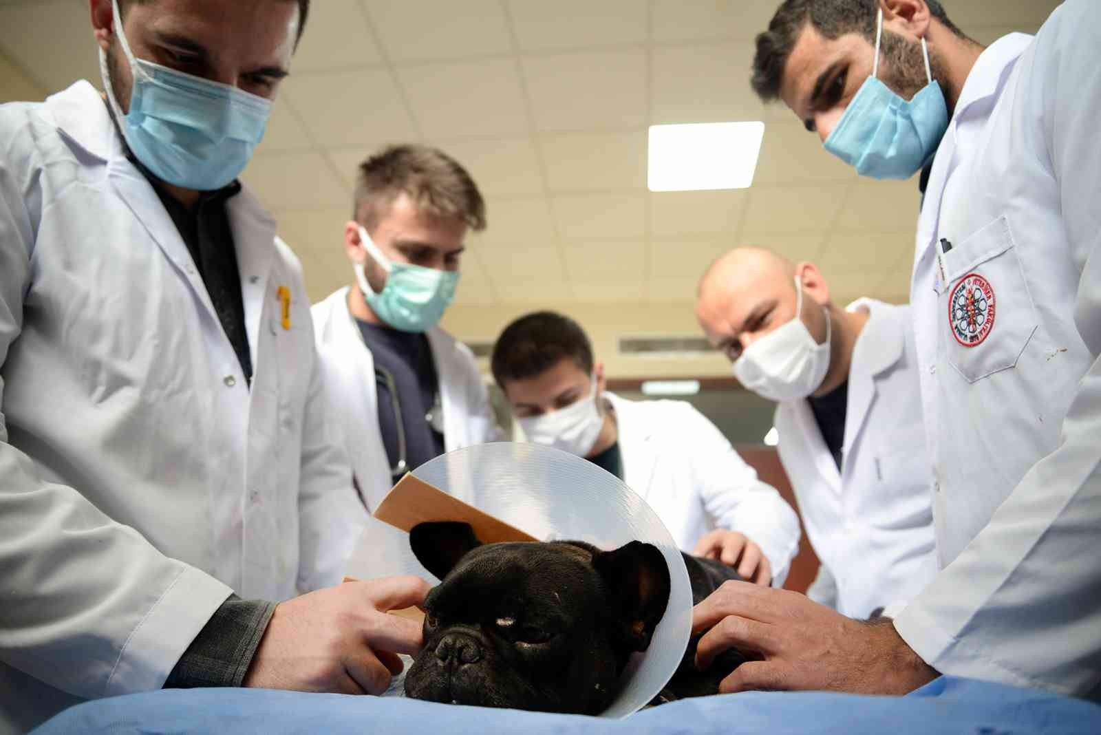 Bursa’daki Hayvan Hastanesi’nde hizmet 7/24 devam ediyor