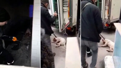 Bursa’da pitbull operasyonu