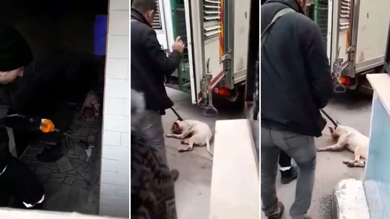 Bursa’da pitbull operasyonu