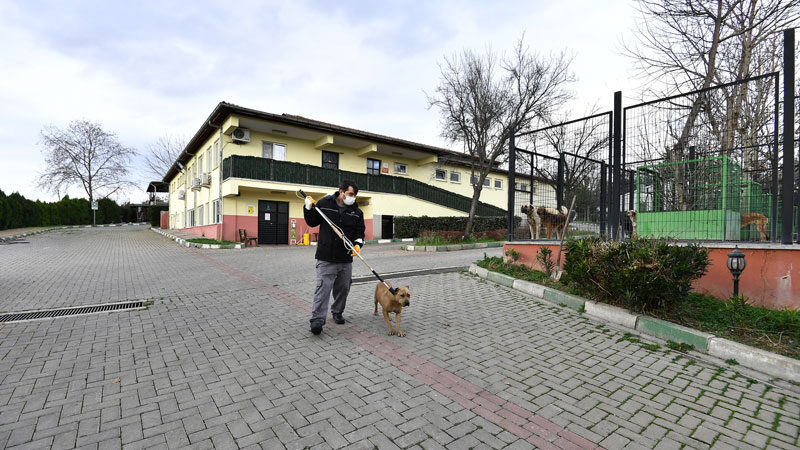 Osmangazi Belediyesi Çevre Koruma ve Kontrol Müdürlüğü ekipleri, sokaklarda başıboş