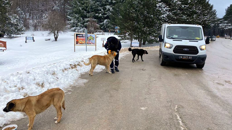 Uludağ’daki can dostlar kış boyu besleniyor
