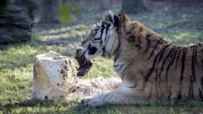 Hayvanat bahçesi sakinleri güneşli havada beslenmenin tadını çıkarıyor