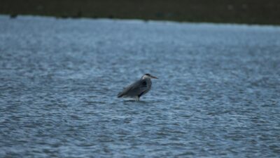 Bursa’da su kuşu sayımı yapıldı
