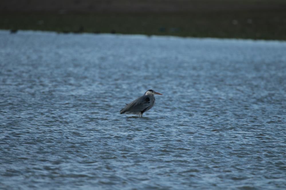 Bursa’da su kuşu sayımı yapıldı