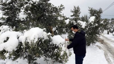 Bursa’da kardan dolayı zeytinlerin dalları kırıldı