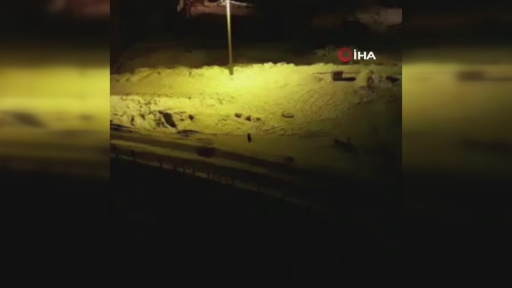 Bursa’da aç kalan tilkiler ilçe merkezine indi