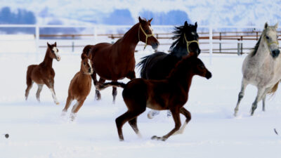 Şampiyon adayı taylar Bursa’da dünyaya gözlerini açmaya başladı