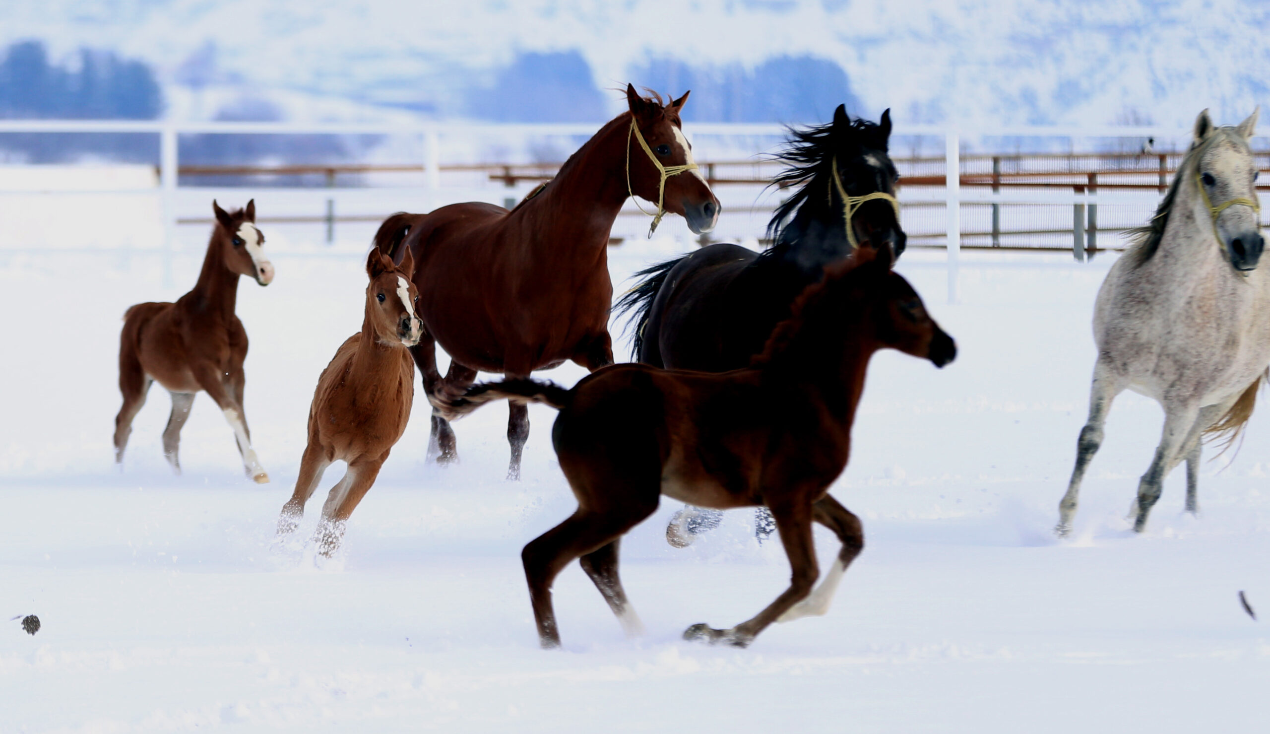 Şampiyon adayı taylar Bursa’da dünyaya gözlerini açmaya başladı Şampiyon adayı taylar Bursa’da dünyaya gözlerini açmaya başladı