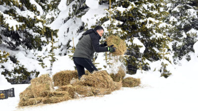 Bakan Pakdemirli Uludağ’da yaban hayvanları için doğaya yem bıraktı