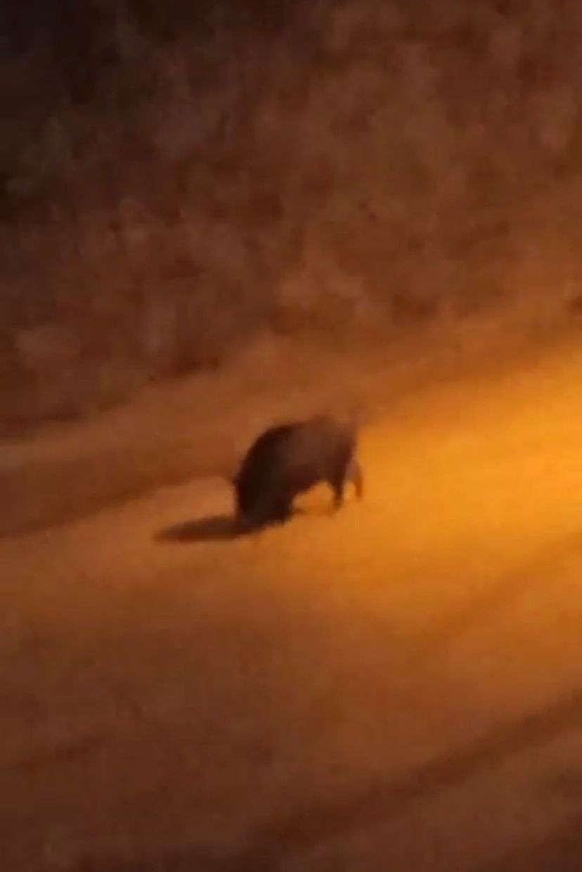 Bursa’da aç kalan domuzlar şehir merkezine indi