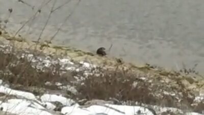 Bursa’da barajda su samuru görüldü