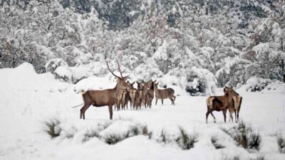 Bursa’nın kızıl geyikleri kan değişimi programlarıyla sağlıklı çoğalıyor