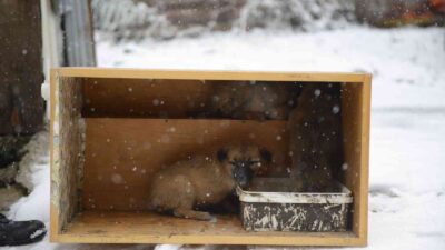 Can dostları emin ellerde