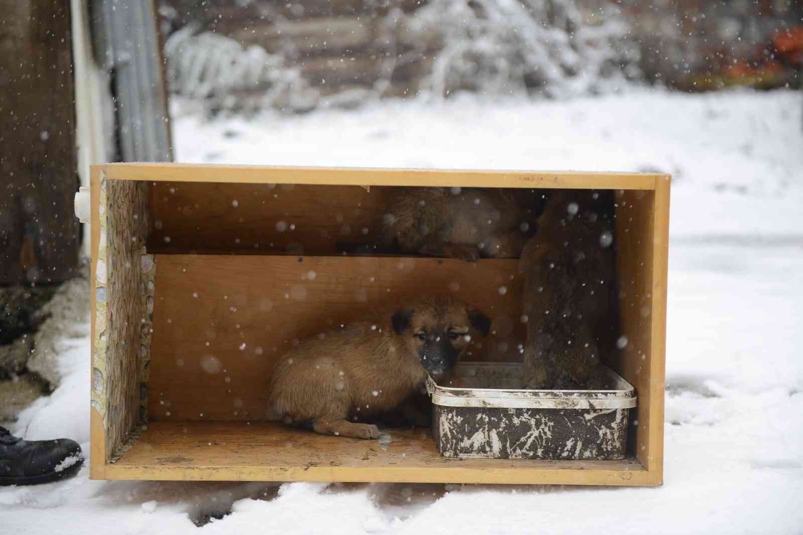 Can dostları emin ellerde