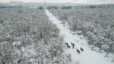 Bursa’daki kızıl geyikler havadan görüntülendi