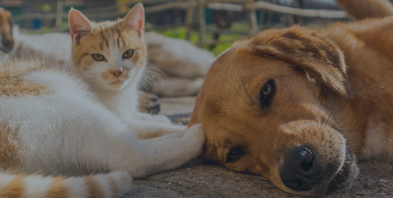 Yerel Hayvan Koruma Görevlisi olmak isteyenlerin dikkatine…