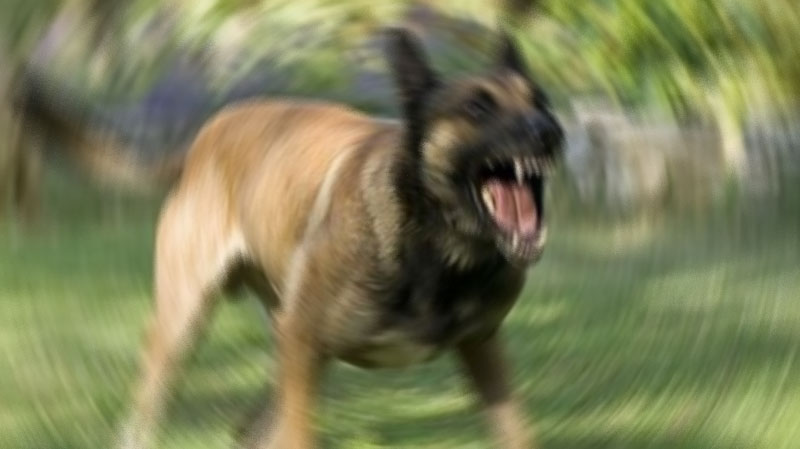 Bursa’da başıboş köpek dehşeti