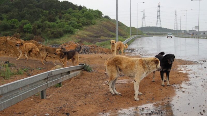 Bursa’da bu köpeklerin çoğu öldü! Bir belediye deşifre oldu… Olay Gazetesi Yazarı Mustafa Özdal, Karacabey Belediyesi personelinin, 35 plakalı