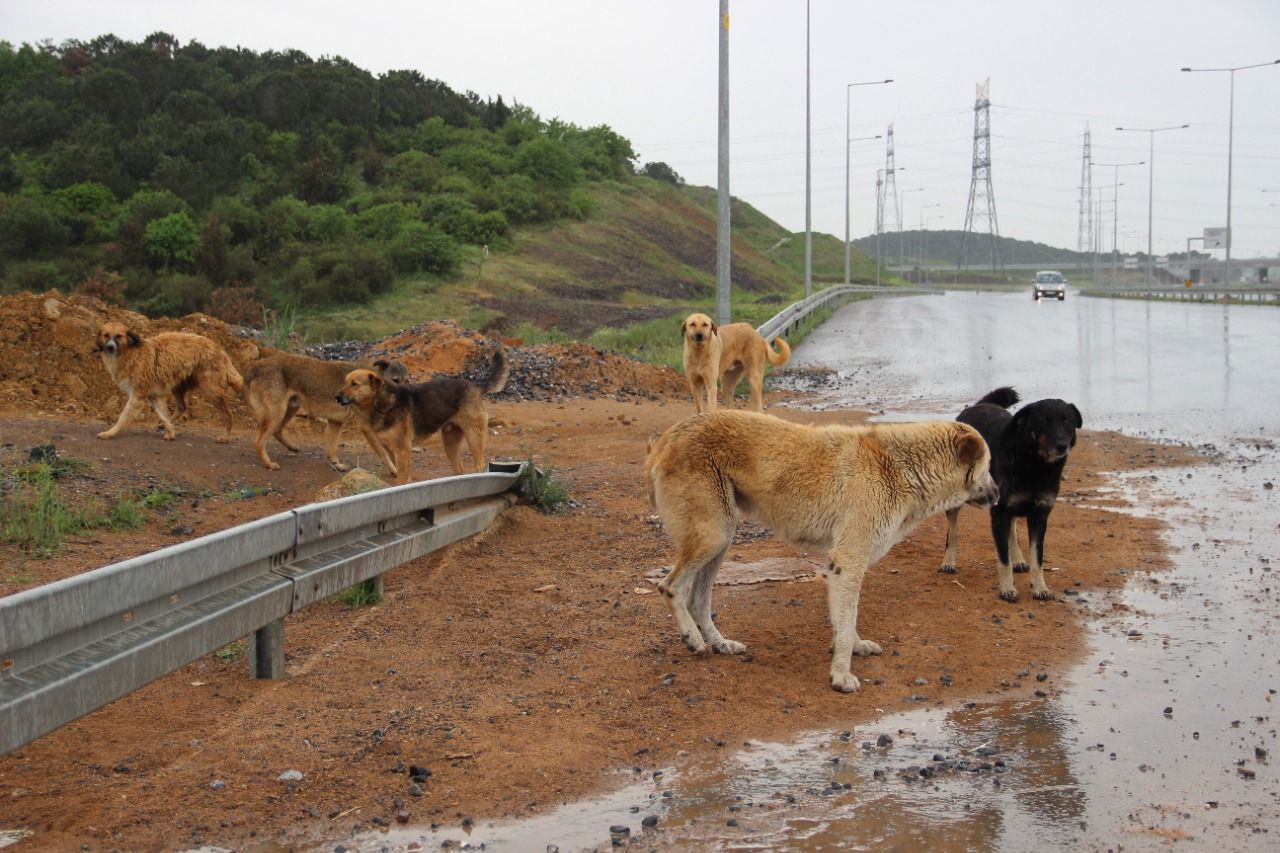 Bursa’da bu köpeklerin çoğu öldü! Bir belediye deşifre oldu… Bursa’da bu köpeklerin çoğu öldü! Bir belediye deşifre oldu…