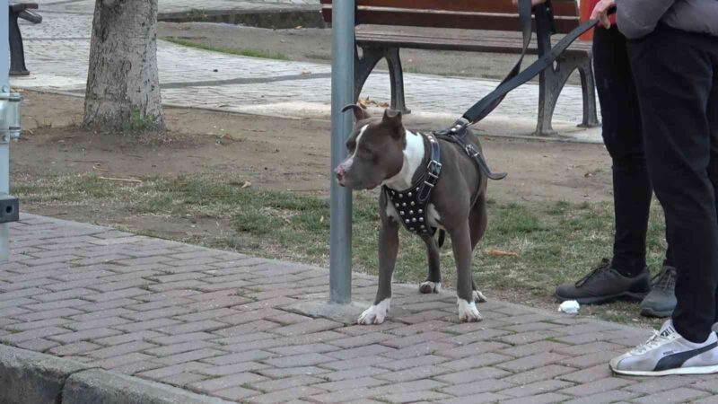 Bursa’da çocuk parkına terkedilen Pitbull’u kemeriyle yakaladı