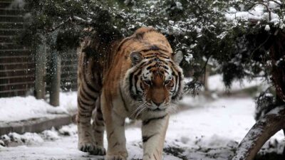 Bursa’da kartpostallık görüntüler! Karın keyfini çıkardılar